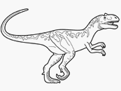 coloriage allosaurus