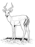 coloriage antilope