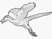 coloriage archaeopteryx