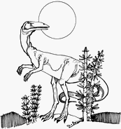 coloriage coelophysis