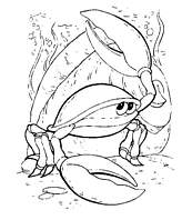 coloriage crabe