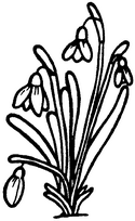 coloriage crocus