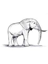coloriage elephant