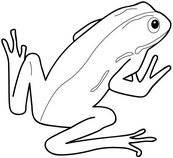 coloriage grenouille