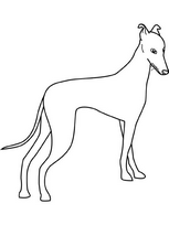 coloriage greyhound