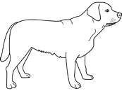 coloriage labrador