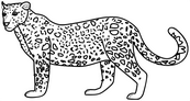 coloriage leopard