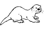 coloriage loutre