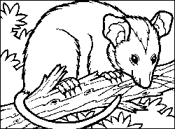 coloriage opossum