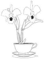 coloriage orchidee