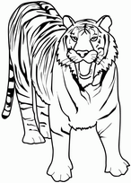 coloriage tigre