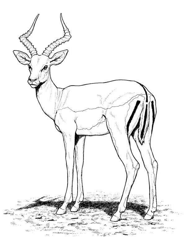coloriage antilope