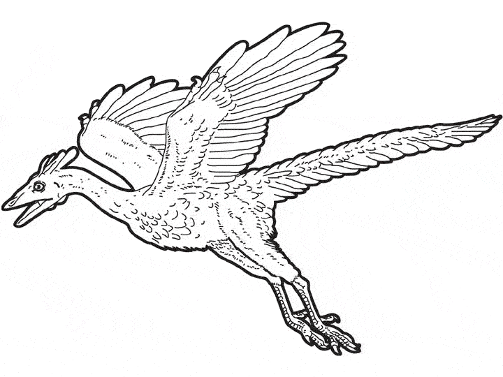 coloriage archaeopteryx