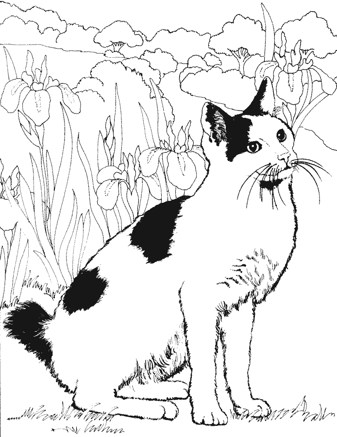 Coloriage A Imprimer Chat Gratuit
