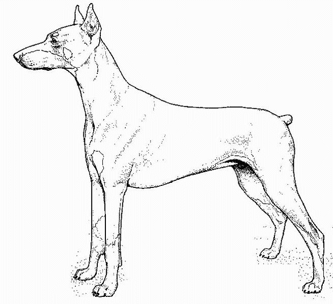coloriage doberman