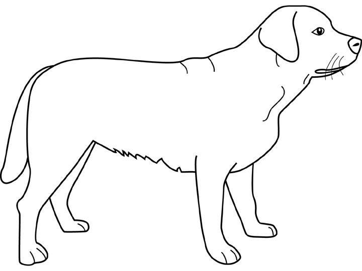 coloriage labrador
