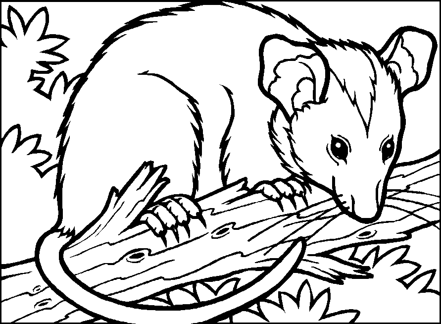 coloriage opossum