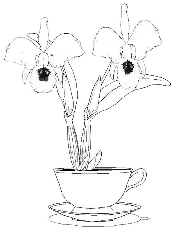 coloriage orchidee