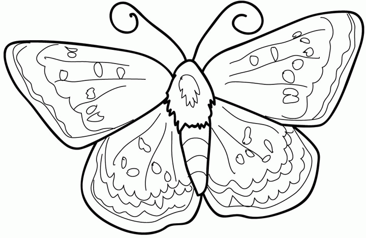 coloriage papillon