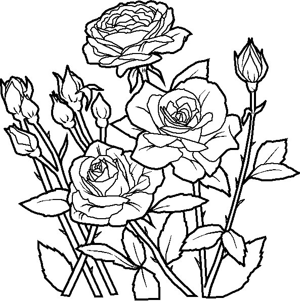 coloriage rosier