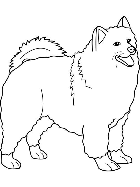 coloriage samoyed