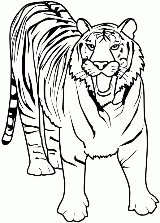 Coloriage a imprimer tigre gratuit et colorier