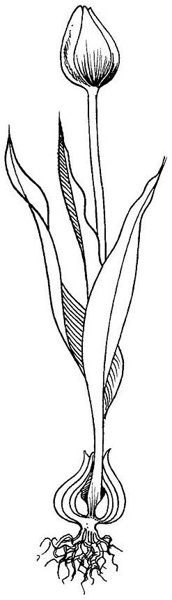 Coloriage a imprimer tulipe avec son bulbe gratuit et colorier coloriage tulipe avec son bulbe