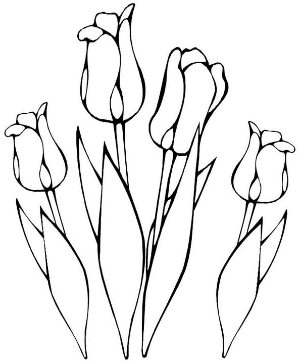 coloriage tulipes